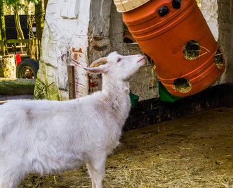 白色山羊吃有塑料桶简单的农场动物喂养解决方案