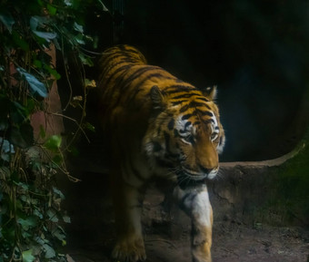 特写镜头肖像西伯利亚老虎走濒临灭绝的动物西伯利亚