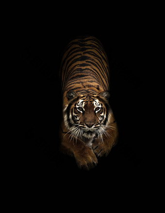 孟加拉老虎黑暗