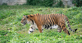 孟加拉<strong>老虎</strong>动物园