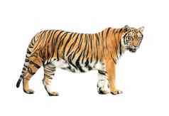 孟加拉老虎孤立的