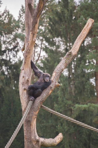 黑猩猩木脚手架
