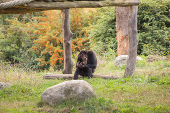 黑猩猩坐着草地