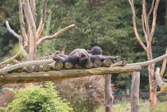黑猩猩木脚手架