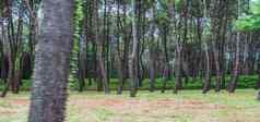 密集的松森林灌木附近卡纳克