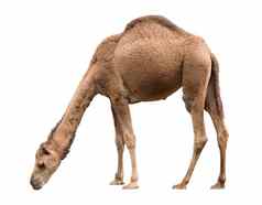 阿拉伯骆驼孤立的白色背景