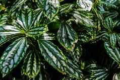 郁郁葱葱的树叶装饰植物pilea浴缸学生植物自然绿色背景