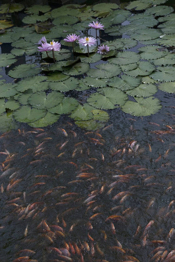 金鱼池塘莲花花