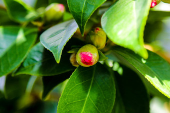 特写镜头美丽的盛开的粉红色的<strong>山茶花</strong>粳稻常见的<strong>山茶花</strong>日本<strong>山茶花</strong>开花树灌木