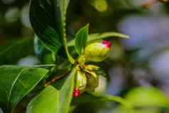 山茶花粳稻常见的山茶花日本山茶花椿本日本物种属山茶花