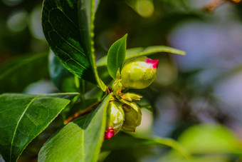 山茶花粳稻常见的山茶花日本山茶花椿本日本物种属山茶花