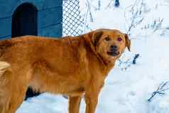 美丽的红色的狗背景雪警卫领土站房子
