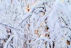 美丽的冬天景观白雪覆盖的分支机构灌木光日落背景纹理
