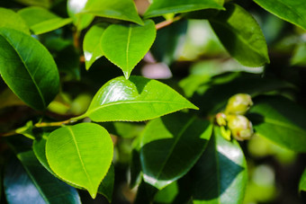 山茶花粳稻常见的山茶花日本山茶花椿本日本物种属山茶花