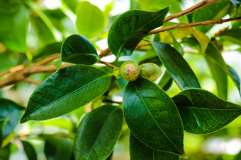 山茶花粳稻常见的山茶花日本山茶花椿本日本物种属山茶花