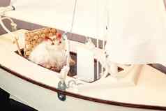 玩具猫坐着椅子布局航行游艇假期梦想概念