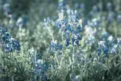 过滤后的图像盛开的矢车菊野花春天达拉斯德州