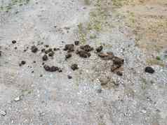棕色（的）马粪便粪便灰色石头砾石