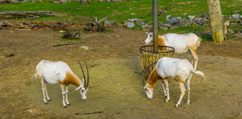 集团弯刀只分别站有篮子动物specie已经灭绝的野生