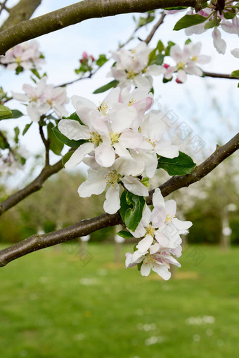 集群白色春天开花苹果树