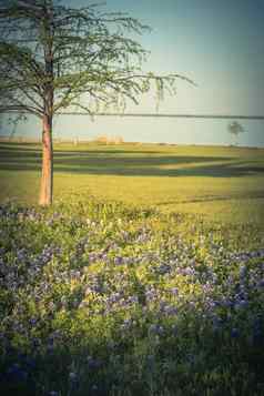 过滤后的图像德州状态花矢车菊盛开的湖春天