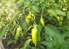 布什甜蜜的绿色胡椒日益增长的床上花园太阳概念有机培养蔬菜植物开放场