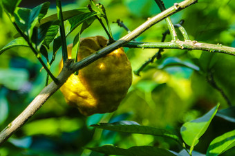 群成熟的柠檬成熟的柠檬挂树群新鲜的成熟的柠檬柠檬树分支阳光明媚的花园