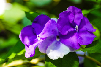 盛开的春天特写镜头自然背景甜蜜的紫罗兰色的常见的紫罗兰色的花园紫罗兰色的