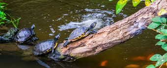 集团海龟坐着水一边受欢迎的热带宠物美国半水生爬行动物