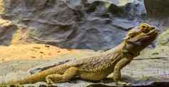 有胡子的龙蜥蜴特写镜头热带爬行动物澳大利亚受欢迎的宠物