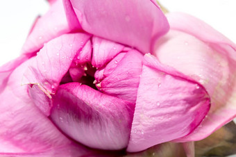 水莉莉池塘莉莉睡莲属odorata粉红色的白色颜色半透明的革质浮动叶子发现北美国白色背景