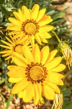 的原产地非洲雏菊黛西复合花阴影黄色的日益增长的夏天开花植物菊科家庭南部非洲
