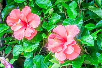 芙蓉玫瑰锦葵玫瑰沙龙属开花植物锦葵<strong>家</strong>庭锦葵科本地<strong>的温暖的</strong>温带亚热带热带地区世界