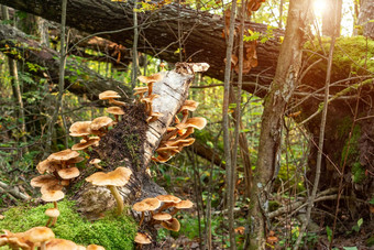 可食用的蘑菇蜂蜜木耳蜜环菌材下降树树干秋天森林早期早....图像