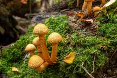集团美丽的蘑菇pholiota火焰下降树树干森林图像