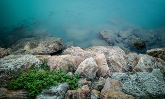 鱼游泳岩石