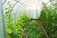 黄瓜西红柿成长现代聚碳酸酯温室太阳能弧阳光透明的墙概念日益增长的作物