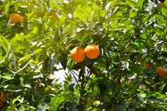 美丽的背景绿色分支机构橙色树橙色水果