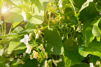 <strong>白色花</strong>攀爬豆子年轻的<strong>绿色</strong>茎概念日益增长的有机食物复制空间自然蔬菜背景