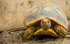 特写镜头肖像黄色的有足的乌龟热带土地乌龟美国爬行动物specie脆弱的状态