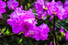 粉红色的杜鹃花开花杜鹃庞蒂库姆被称为常见的杜鹃庞蒂克杜鹃