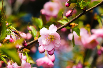 视图盛开的<strong>苹果樱桃</strong>树花园春天自然背景开始生活阳光明媚的一天