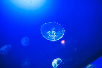 透明的月亮水母<strong>顺利</strong>游泳深蓝色的水三塞巴斯蒂安。西班牙