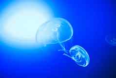 透明的月亮水母顺利游泳深蓝色的水三塞巴斯蒂安。西班牙