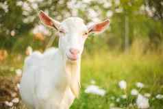 年轻的白色山羊胡子农场动物绿色草背景
