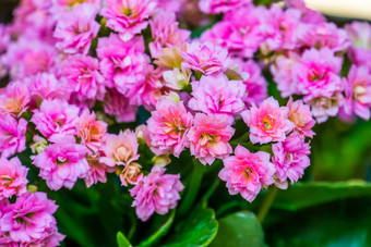 小粉红色的花<strong>长寿</strong>植物宏特写镜头受欢迎的装饰花非洲自然背景