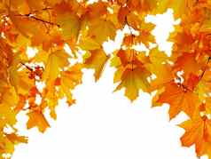 秋天枫木叶子形状的拱孤立的白色背景