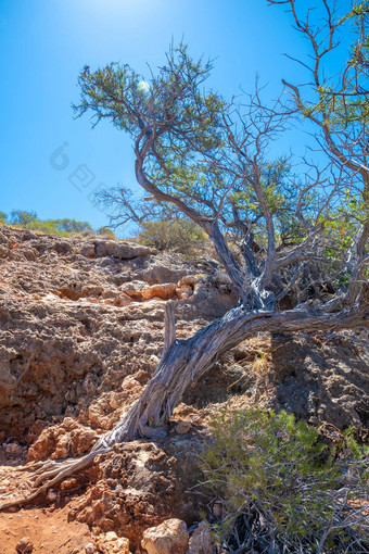 干树日益增长的岩石馒头馒头喉咙角范围国家公园澳大利亚
