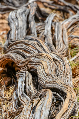 扭曲的死干树阀杆亚迪溪角范围国家公园澳大利亚