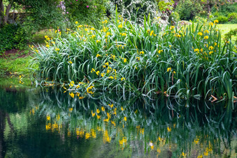 草花反射水河海岸印象派花园池塘水平背景